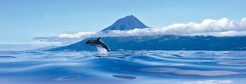 Aktiv.Urlaub Aktivprogramm auf den Azoren mit Espaço Talassa ab Lajes do Pico Der Archipel der Azoren ist ein wahrer Tummelplatz für Wale und Delfine.