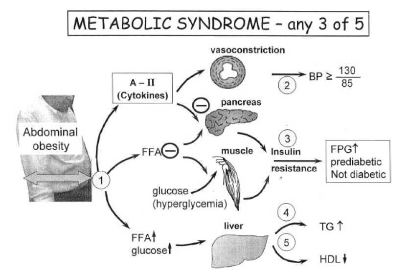 WAS IST DAS METABOLISCHE SYNDROM?