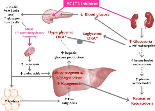 SGLT2-Inhibitoren / Diabetische Ketoazidose: Vermutlicher Mechanismus Folie 21