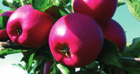 Ab September werden in den Gärten kistenweise die unterschiedlichsten Apfelsorten geerntet oft mehr als ein Apfelbaumbesitzer verzehren kann.