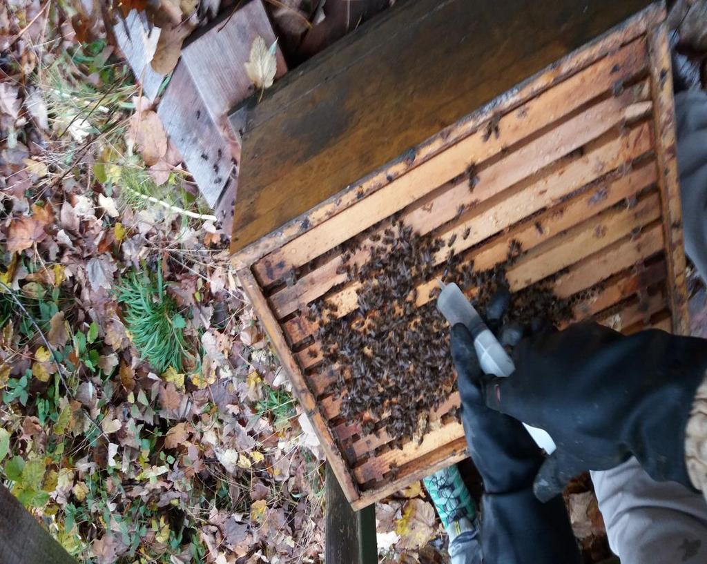 Im Dezember: sind es zu viele Milben behandeln wir die Bienen nochmal. Wir verwenden die natürliche Oxalsäure.