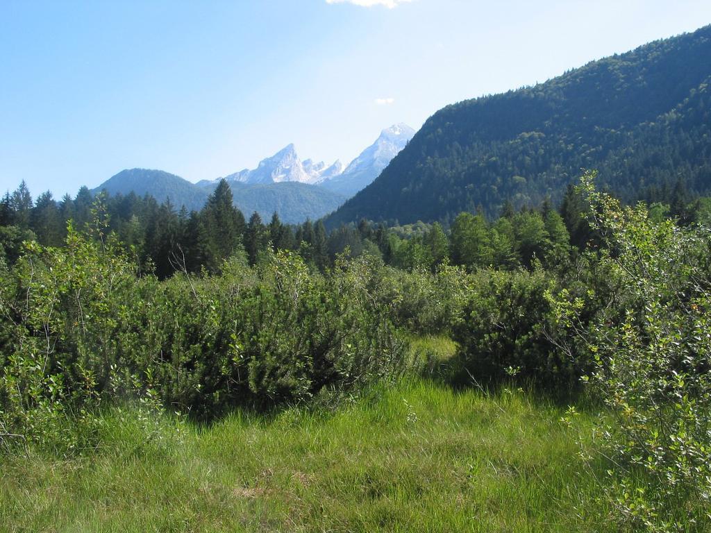 Böcklmoor mit Blick auf Watzmann Ergebnis des Entwurfs des Managementplans: Ziel des Managementplans: Der gute Zustand des Böckl- und Dachlmooses mit dem Vorkommen des Sumpfglanzkrauts und der