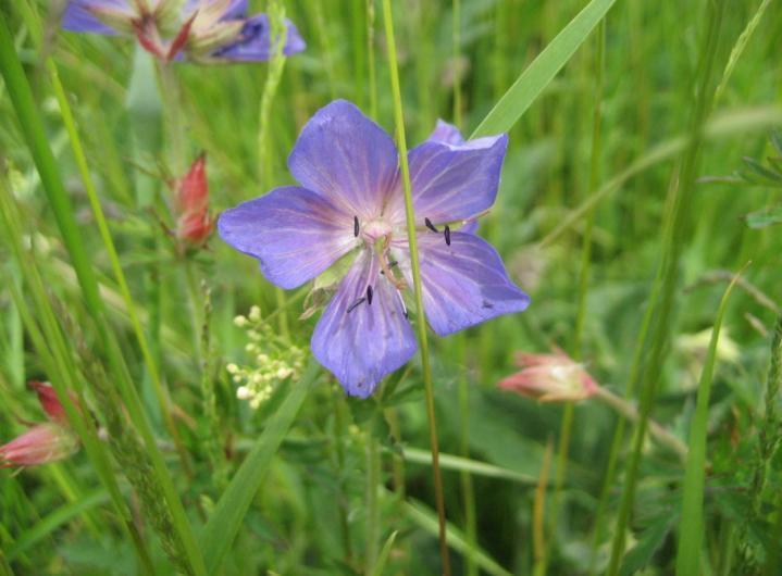 NSG-Album Am Laurenzihof - 7 - Wiesen-Storchschnabel (Geranium