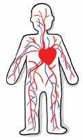 Blut-Gefäße sind die Adern und die Venen. Das Blut fließt durch die Blut-Gefäße im ganzen Körper. Die Contergan-Stiftung hat darum mit Experten gesprochen.