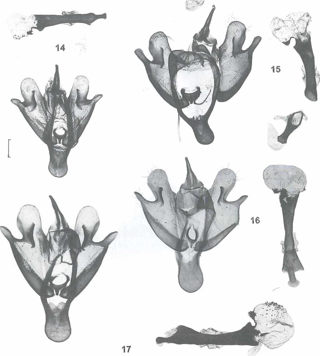 84 Abb. 14-17: '-Genitalien von Loepa-Arten. Abb. 14: ( -Genital L. roseomarginata (GP 954/96 W. N ässig, Holotypus). Zum Vergleich: Abb. 15: ( -Genital L. miranda (GP 986/96 W.