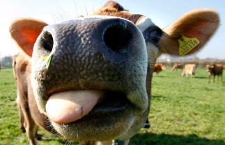 Optimierte Rinderaufzucht Kann die Anpassungsfähigkeit von Aufzuchtrindern gesteigert werden, so dass sie durch die Herausforderungen beim Übertritt in die reproduktive Phase weniger