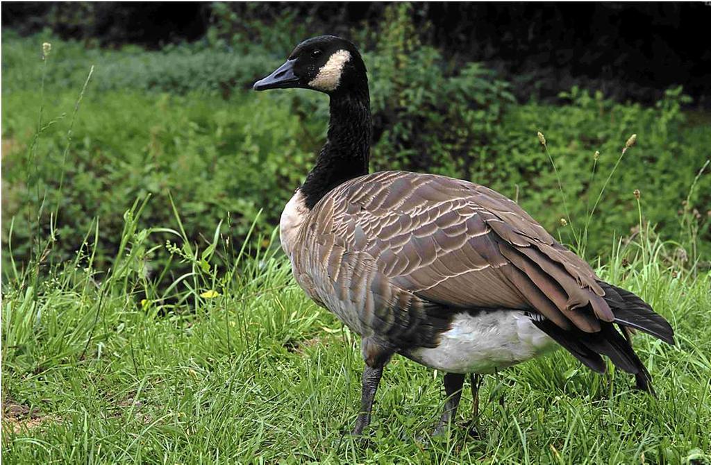 Im Flug auffallend silbergraue Vorderflügel. Weiße Ober- und Unterschwanzdecken.