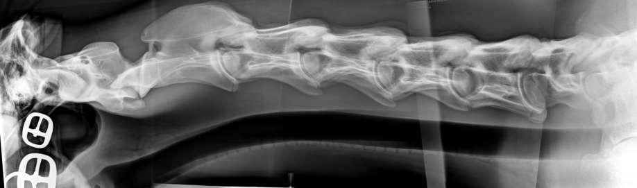 Befunderhebung Röntgen Gelenk Wirbelkörper Discus intervertebralis Wirbelkanal Foramen