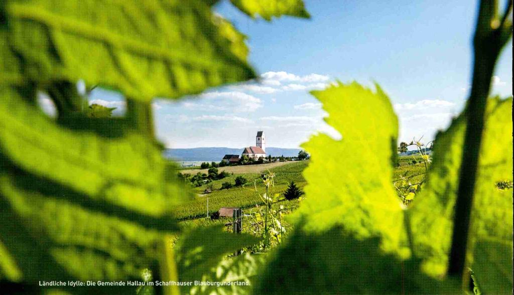 \,7erglichen 500 Hektaren Reben ist der nördlichste Weinbaukanton der Schweiz gut zehnmal kleiner, zählt aber 20 Weinbaugemeinden, 19 Kellereibetriebe und rund 500 hauptberufliche oder Hobbywinzer.