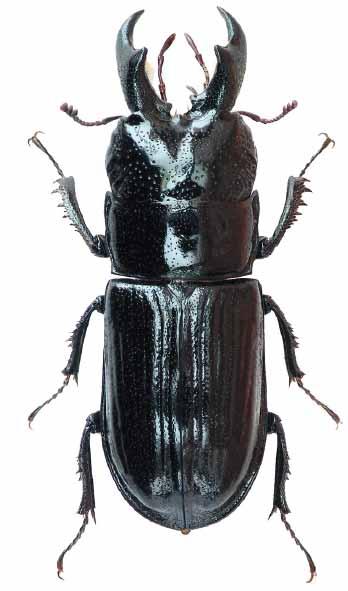 Das Testergebnis Red listed Saproxylic beetles (n=125) 14 12 b