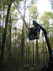 Konsequenzen für den Waldnaturschutz Erhöht