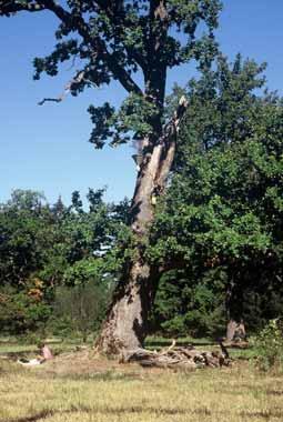 Die Lage in Mitteleuropa Wälder mit alten Bäumen und Strukturen der Altersphase auf kleinste Bestände