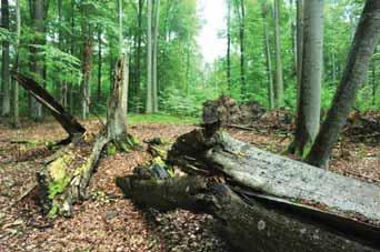 2. Pauschale Flächenstilllegungen Waldgebiete in Bayern mit Schutzstatus* 945.000 ha in Naturparken 487.000 ha in Landschaftsschutzgebieten 82.000 ha in Naturschutzgebieten > 7.