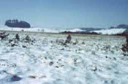 Ibmermoos, Moorfläche des Pfeiferangers