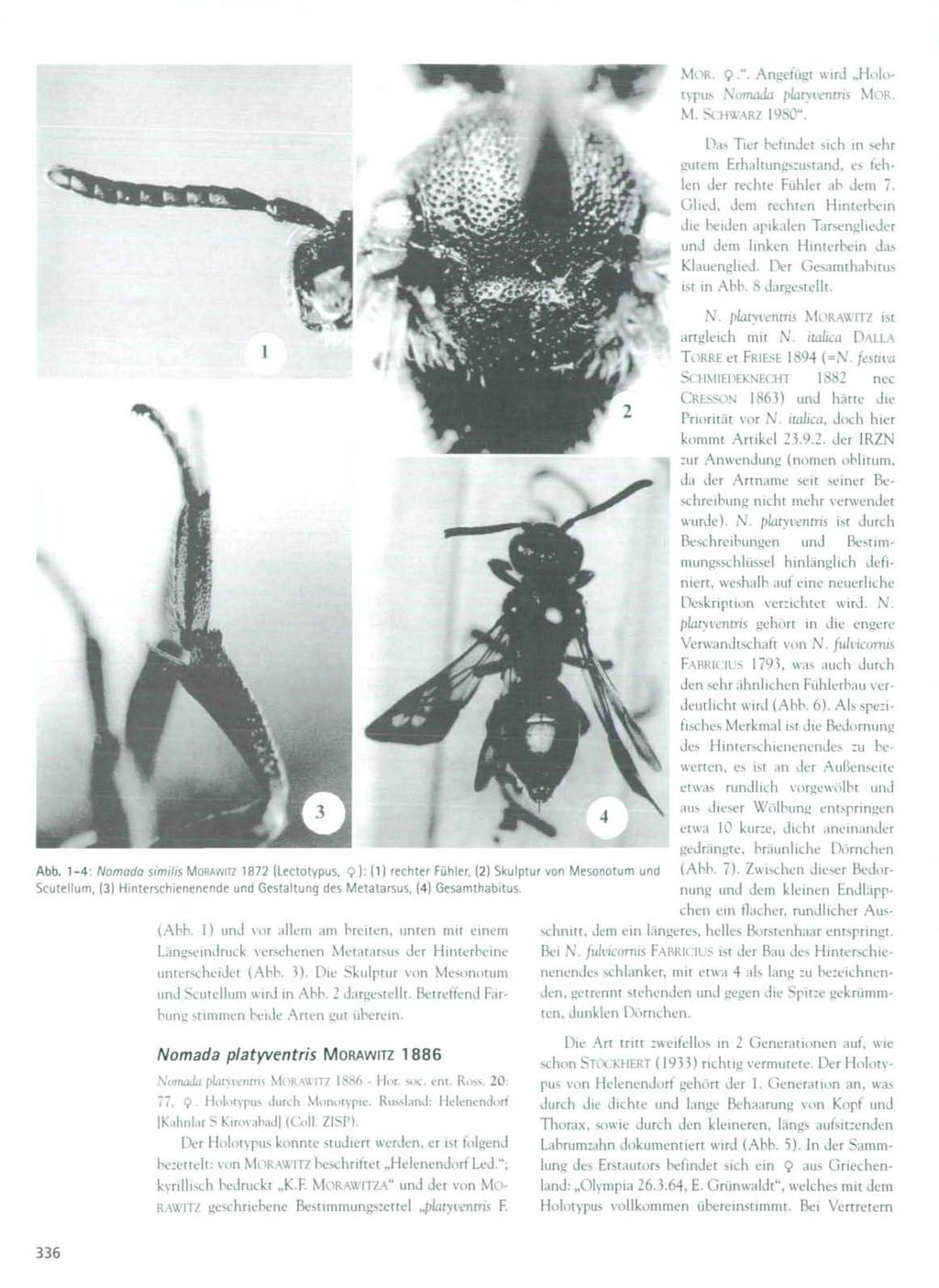 Abb. 1-4: Nomado similis MORAWITZ 1872 (Lectotypus, 9): (1) rechter Fühler, (2) Skulptur von Mesonotum und Scutellum, (3) Hinterschienenende und Gestaltung des Metatarsus, (4) Gesamthabitus. (Abb.
