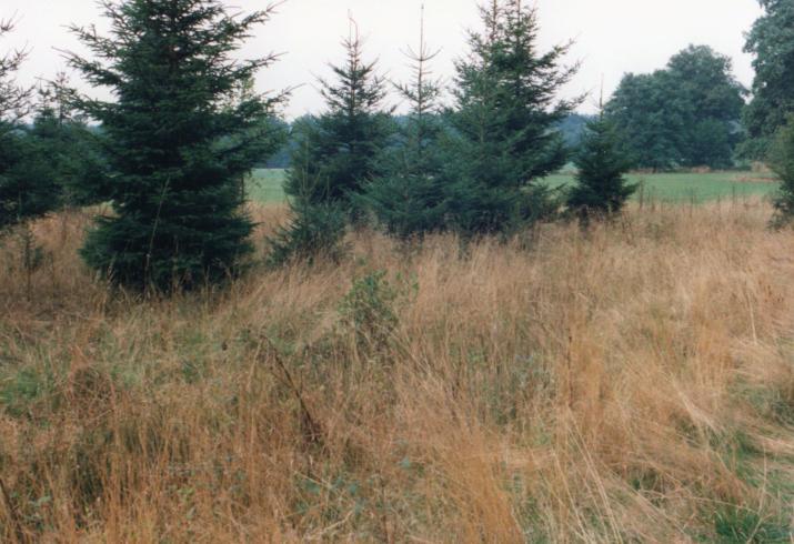 NSG-Album Glashütter Wiesen - 5 - Angehende Zimmermannsfichten im Bereich der Arnika- Bestände (1996). Im Rahmen eines LIFE- NATUR-Projektes wurden die Fichten in diesem Bereich geschlagen.