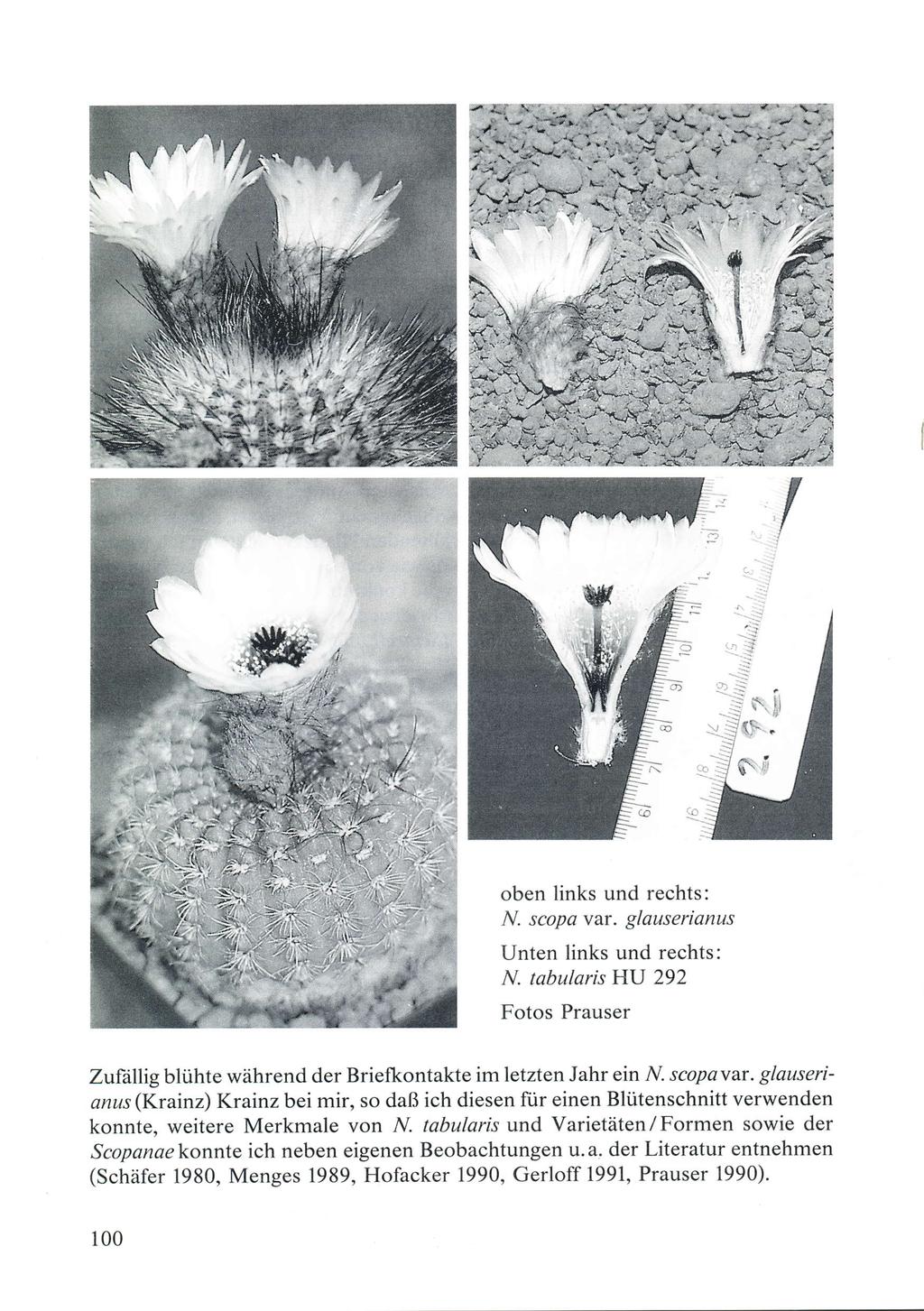 I oben links und rechts: N. scopa var. glauserianus Unten links und rechts: N. tabularis HU 292 Fotos Prauser Zufällig blühte während der Briefkontakte im letzten Jahr ein N. scopavar.