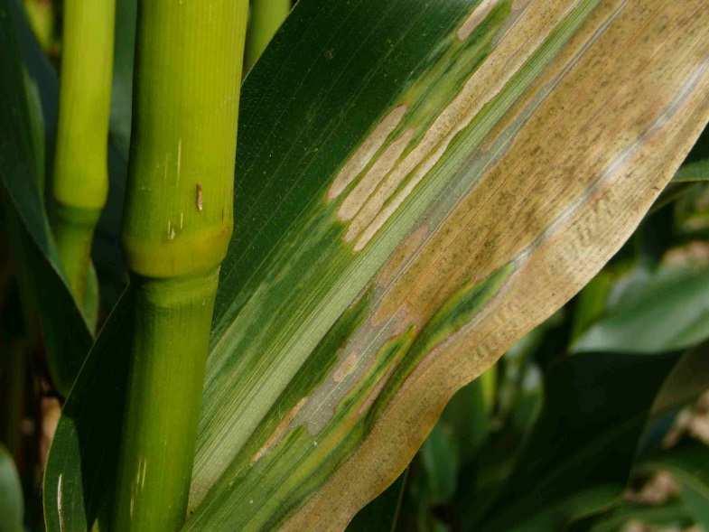 Blattkrankheiten an Mais veränderte Anbausituation durch die Flächenerweiterung der Maiskultur kommt es zu einer stärkeren