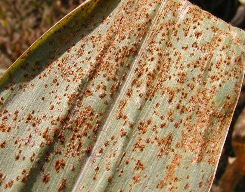 Maisrost (Puccinia sorghi) Symptome: hauptsächlich auf Blattunterseite ca.