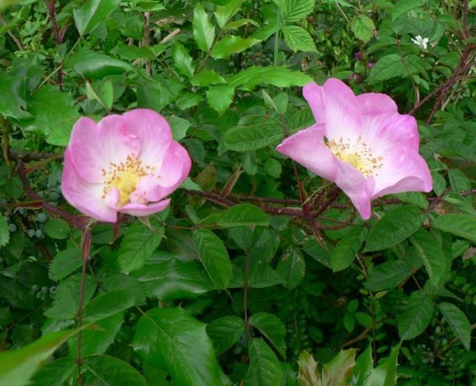 63 Arten Rosa