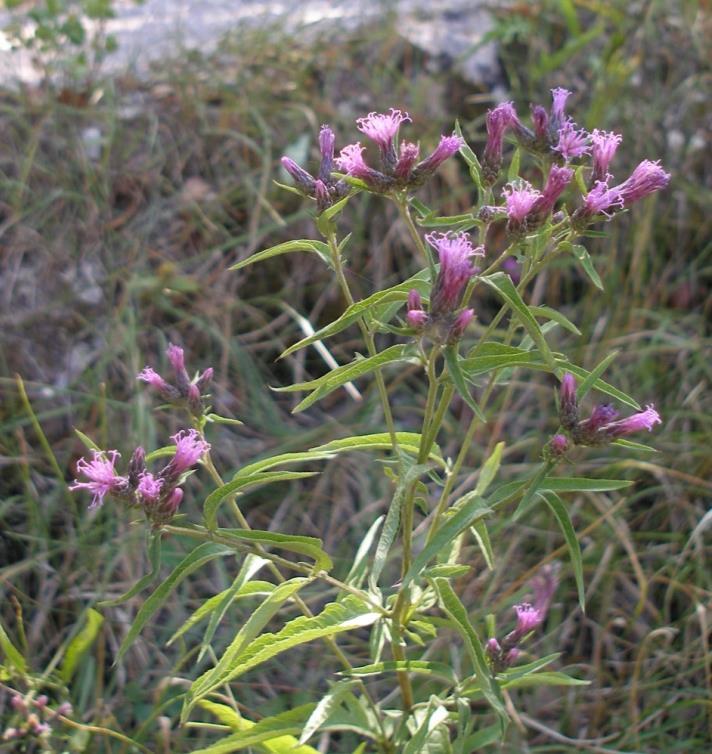 (CD) Vicia sylvatica, Waldwicke Serratula