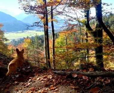 FF-Dellach Herbstbild mit Blick ins Tal
