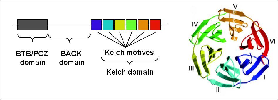 Introduction A B Figure 10: Representative illustration of BTB-kelch protein structure with the help of the KLEIP protein. (A) Schematic of the BTB-kelch domain organization.
