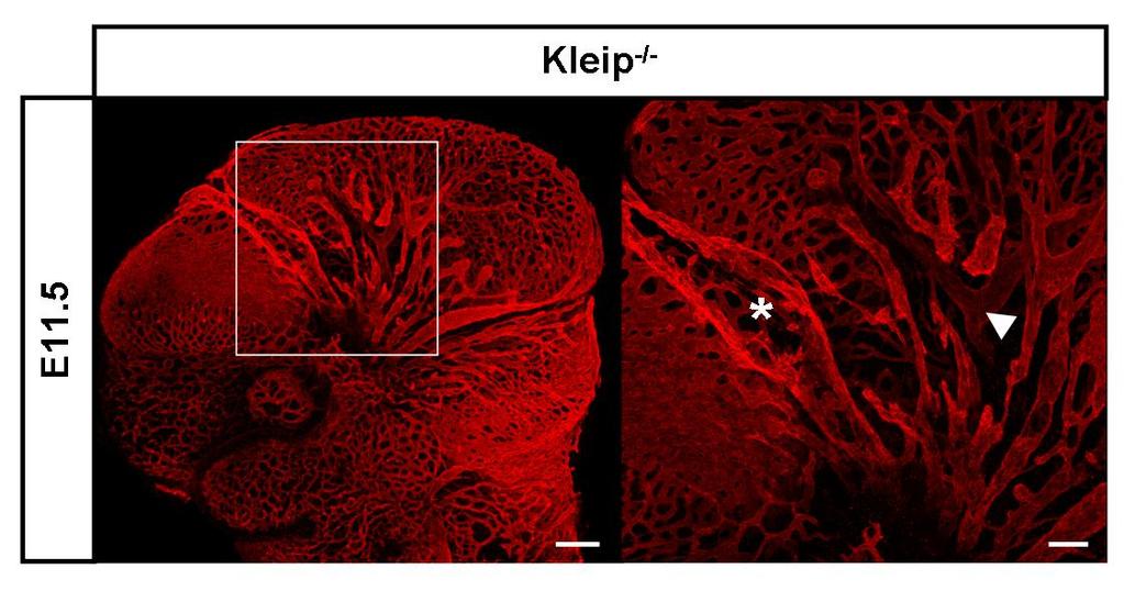 Some Kleip -/- -embryos revealed growth retardation and severe intracranial hemorrhages in comparison to their wild-type and heterozygous littermates.
