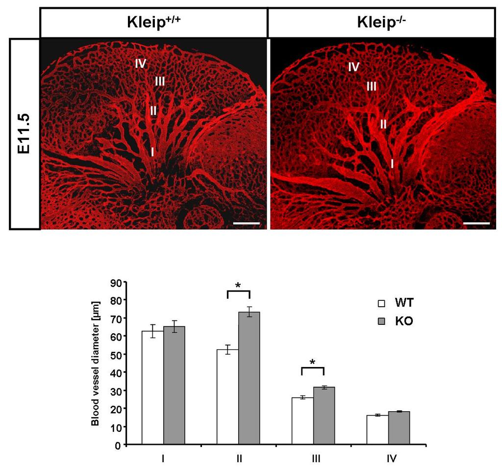 Results 2.1.1.4 Kleip-deficiency leads to cranial vessel dilatation To study the function of Kleip during in vivo angiogenesis more in detail whole-mount endomucin stainings of E11.