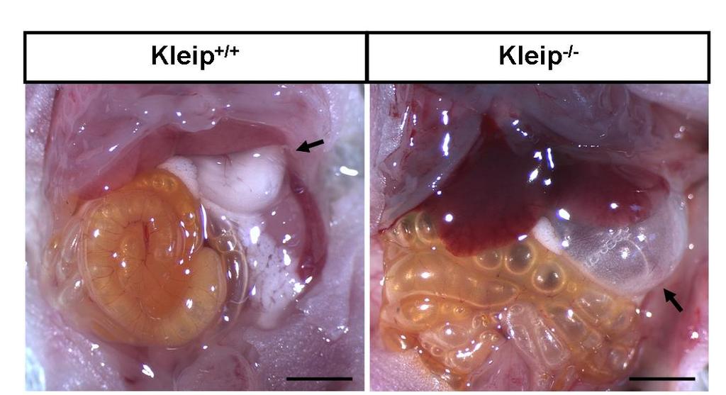 Results 2.1.2 Kleip and its role during neonatal life 2.1.2.1 Homozygous Kleip puppies die neonatally due to respiratory distress Figure 24: Kleip-mutant neonates suffer from aerophagia.