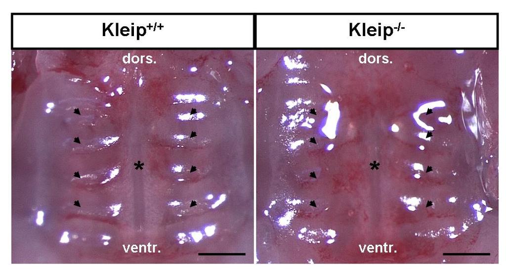 Results Figure 25: Kleip-mutants display a normal-shaped secondary palate. Macroscopically analyses exclude possible defects in the formation of the secondary palate as reason for aerophagia.
