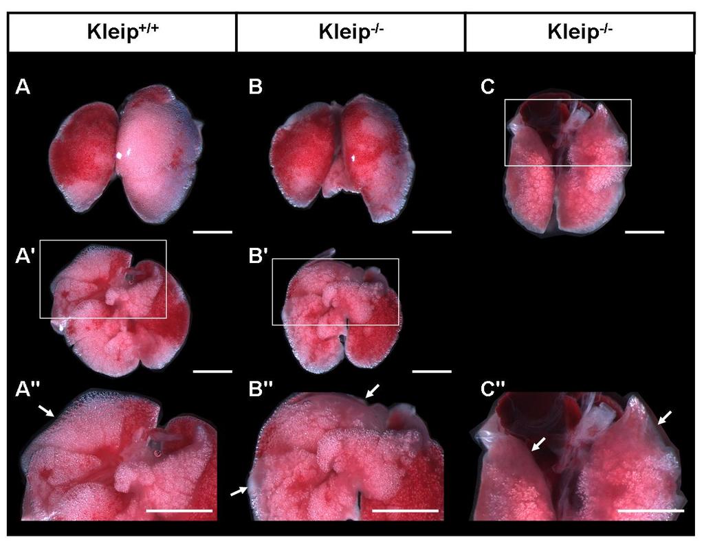 Results Figure 27: Kleip-mutant neonates display lung maturation deficiencies. Homozygous lung of P0.5 newborns show after birth less branching morphogenesis and are more hypomorph (Ward et al.