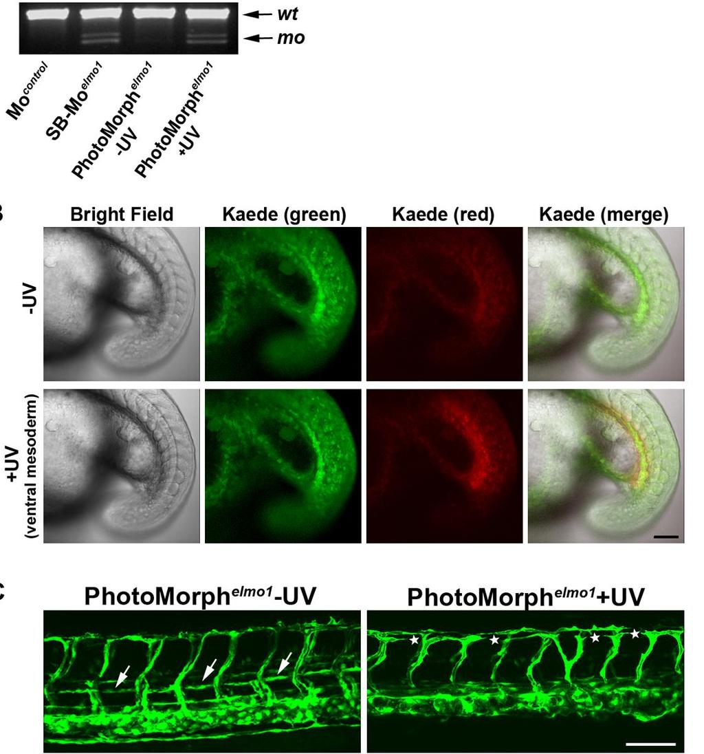 Results A B C Figure 31: Spatial expression silencing of elmo1 impairs vascular morphogenesis in zebrafish.