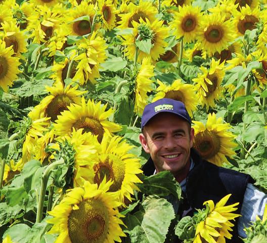 SONNENBLUME Unsere Sonnenblumen-Favoriten 2015 NK NEOMA Ertragreichste herbizidtolerante Sonnenblume in Ö.