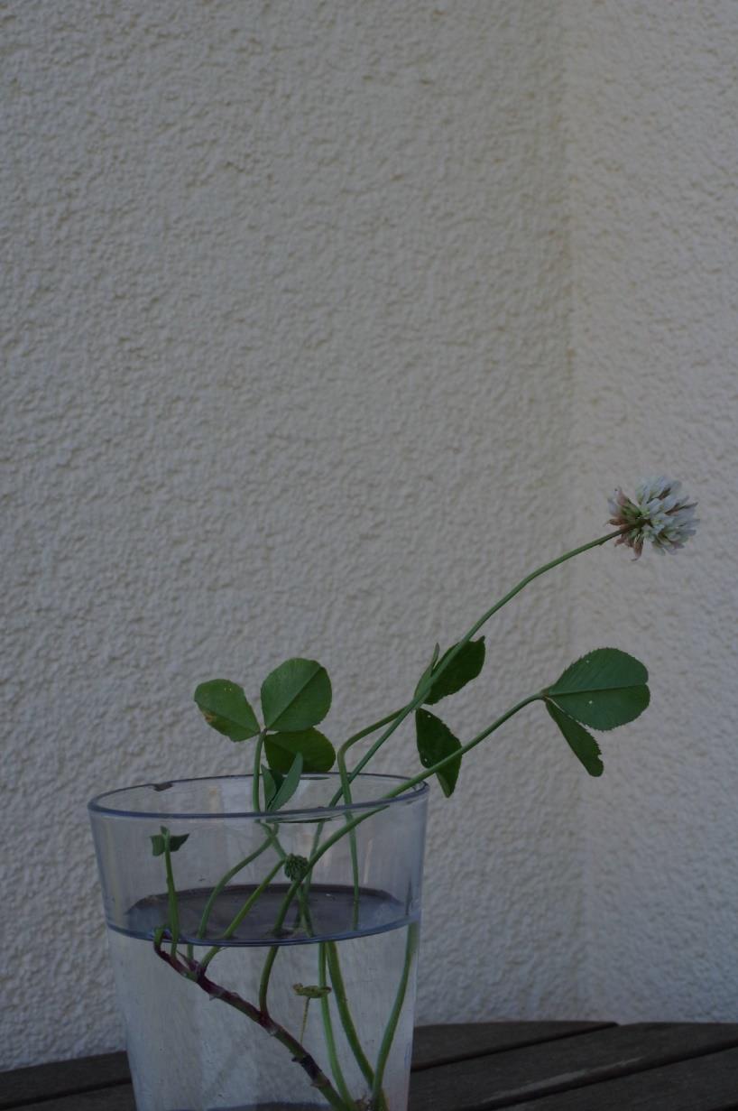 Weißklee (Trifolium repens) Familie Schmetterlingsblütengewächse (Fabaceae) Erkennungsmerkmale - Wuchshöhe: