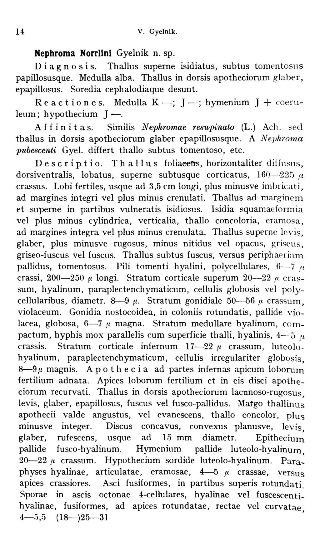 14 V. Gyelnik. Nephroma Norrlini Gyelnik n. sp. Diagnosis. Thallus superne isidiatus, subtus tomentosus papillosusque. Medulla alba. Thallus in dorsis apotheciorum glaber, epapillosus.