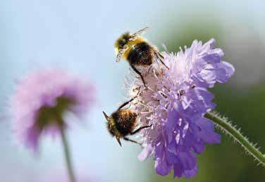 Deshalb haben die Oestrich-Winkeler Stadtverordneten beschlossen, sich an der Kampagne Bienenfreundliches Hessen zu beteiligen, den Glyphosat-Einsatz auf städtischen Flächen zu reduzieren und auf