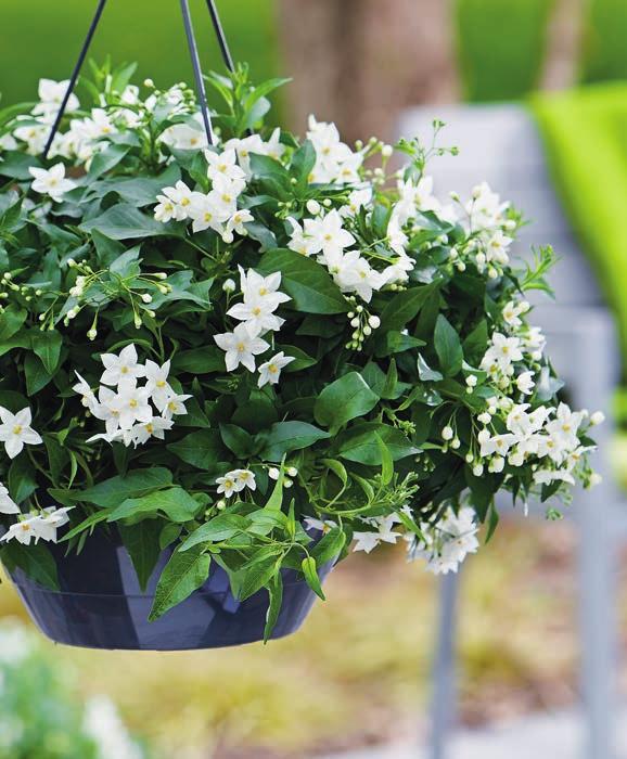 SOLANUM JASMINOIDES