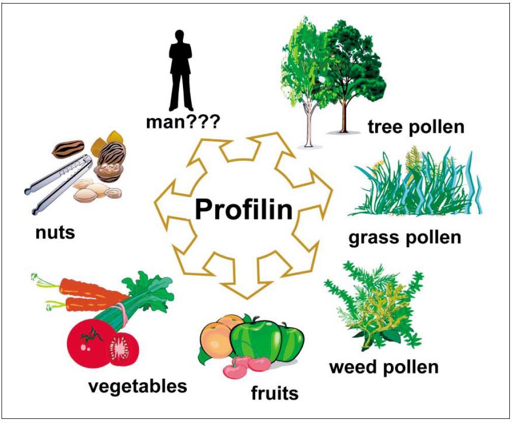 Profiline sind kreuzreaktive Moleküle in vielen eukaryotischen