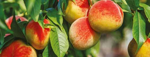 Kulturen Kernobst (außer Apfelbeere), Pfirsich, Aprikose Flüssigformulierung des Wirkstoffes Dodin mit ausgezeichneter Regenbeständigkeit.