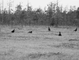 JAGDREISEBERICHT Auf Raufußhühner in Lapplands Wildnis von Hans-Siegfried Rütten Zu Viert starteten wir am frühen Morgen im Ammerland, wohl wissend, dass noch etwa 24 Stunden Autofahrt vor uns liegen