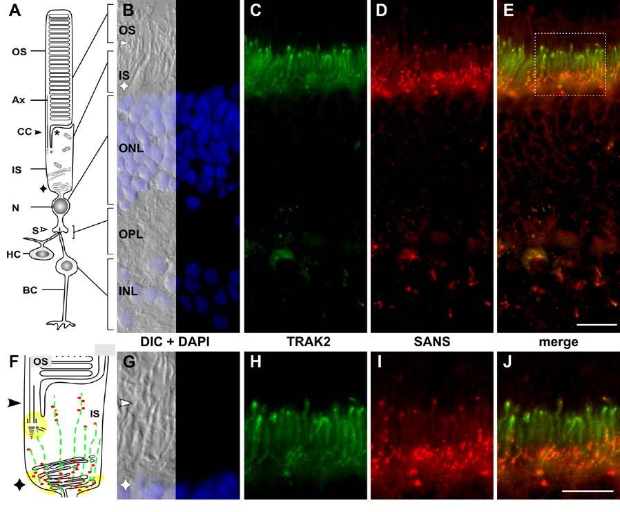 Zusammenfassung der Ergebnisse und Diskussion Abbildung 6: Co-Lokalisation von SANS und TRAK2 in der humanen Retina. (A) Schematische Darstellung einer Photorezeptorzelle.