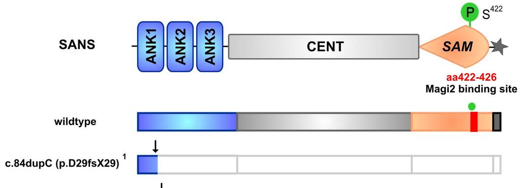 Figure 2: Schematic representation of the pathogenic mutations identified in the USH1G gene SANS: SANS domain structure: