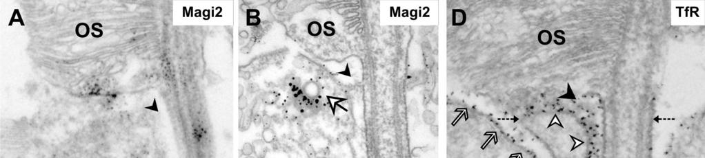 Figure 11: Subcellular localization of Magi2 and transferrin receptor (TfR) in mouse photoreceptor cells: (A, B) Immunoelectron analysis of Magi2