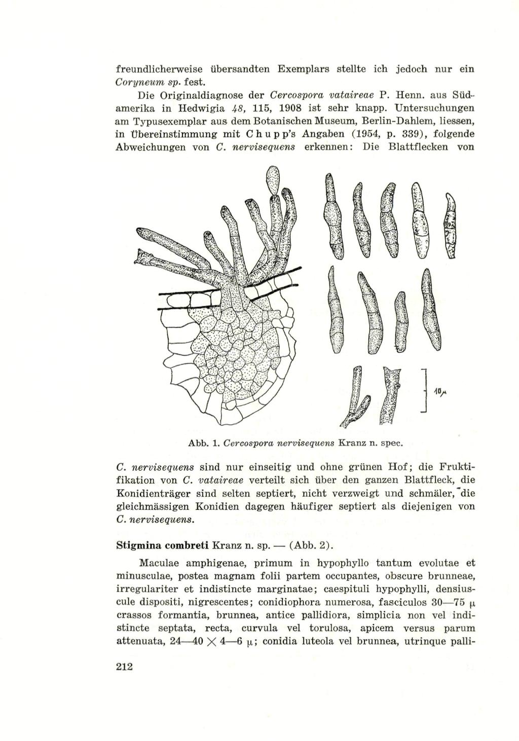 freundlicherweise übersandten Exemplars stellte ich jedoch nur ein Coryneum sp. fest. Die Originaldiagnose der Cercospora vataireae P. Henn. aus Südamerika in Hedwigia 48, 115, 1908 ist sehr knapp.