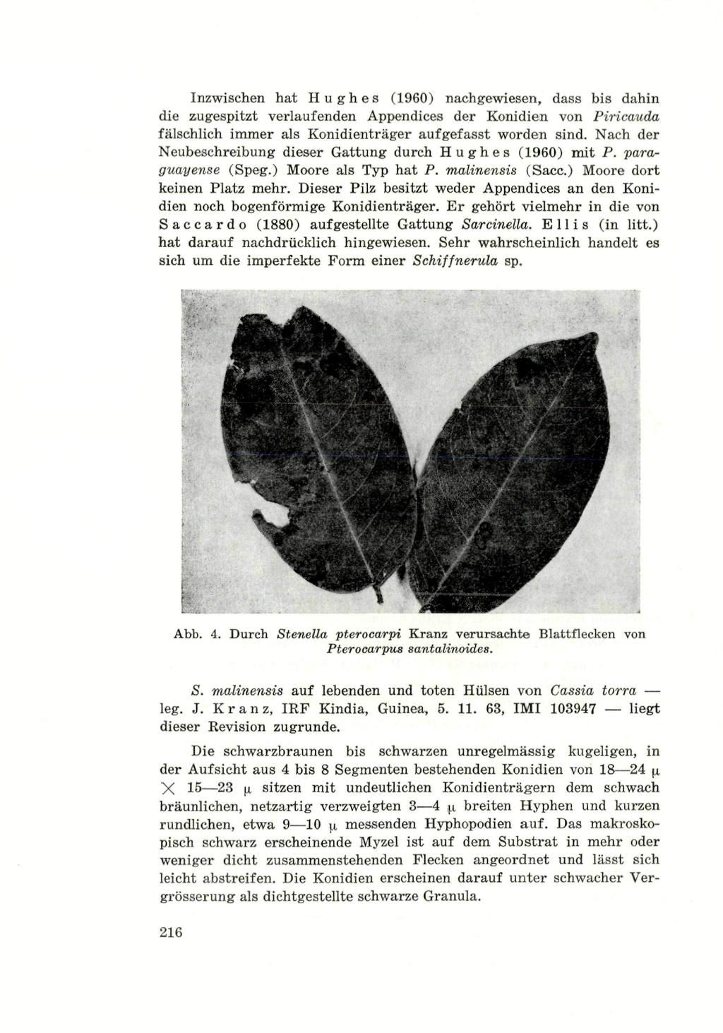 Inzwischen hat Hughes (1960) nachgewiesen, dass bis dahin die zugespitzt verlaufenden Appendices der Konidien von Piricauda fälschlich immer als Konidienträger aufgefasst worden sind.