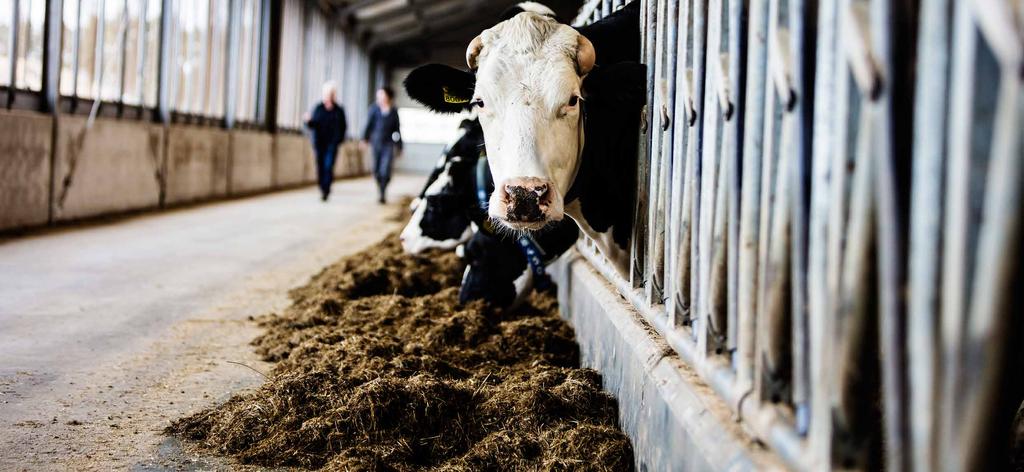 FRESSEN Geräuscharme und robuste Konstruktionen, die der Kuh einen sicheren, ruhigen und komfortablen Futterplatz bieten Um viel Milch produzieren zu können, muss eine Kuh viel fressen.