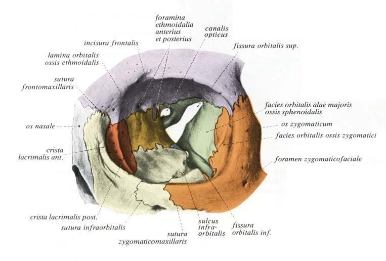 - 5 - Abbildung 1. Vorderansicht der linken Augenhöhle (aus: Sobotta: Atlas der Anatomie des Menschen 1. Urban & Schwarzenberg (1982): 218) I.