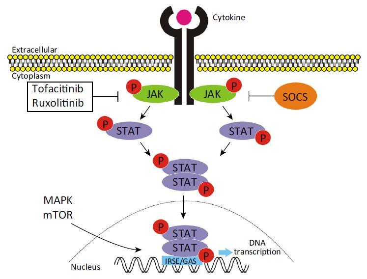 Small Molecules Tofacitinib (Xelijanz ) Oraler Januskinase (JAK)