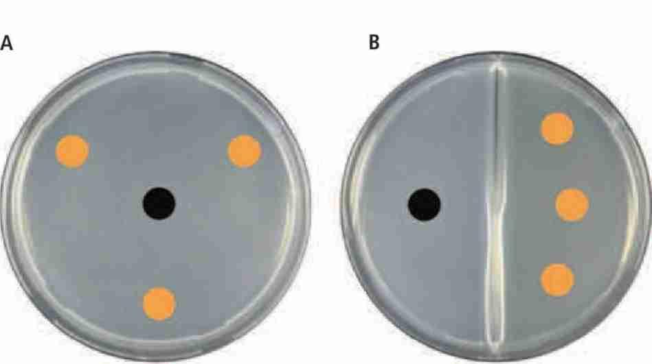 zwei unterschiedlichen Ansätzen bestimmt wurde: Im direkten Ansatz wurde ein Myzelstück von 5 mm Durchmesser in die Mitte einer Petrischale und in gleichmässigen Abständen drei Tropfen mit je 10 pl